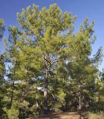 Bahçevilya Kızıl çam fidanı 80 - 100 cm boy ( 3 Adet ) 1 - 2 yaş arası tüplü - Bahçevilya