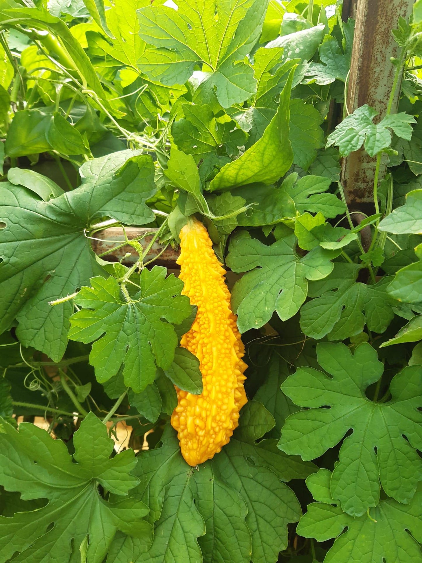 Bahçevilya Kudret narı (5 TOHUM) - Bahçevilya