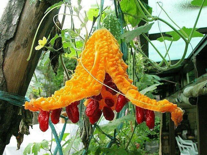 Bahçevilya Kudret narı (5 TOHUM) - Bahçevilya