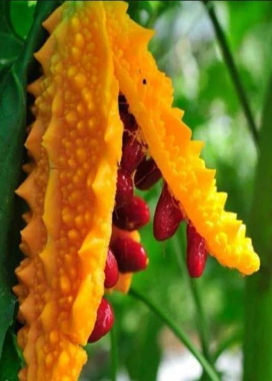 Bahçevilya Kudret narı (5 TOHUM) - Bahçevilya