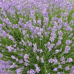 Bahçevilya Lavanta (Lavandula Angustifolia)20 Adet Tohum - Bahçevilya