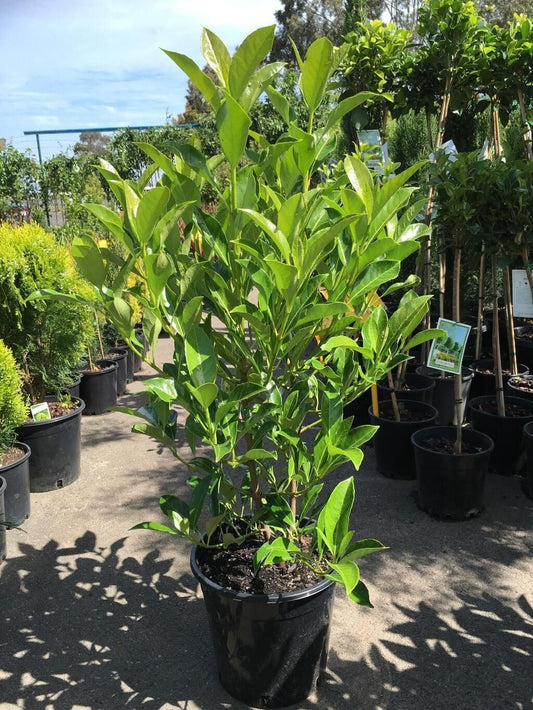 Bahçevilya Ligustrum çalı fidanı 2 - 3 yaş arası tüplü - Bahçevilya