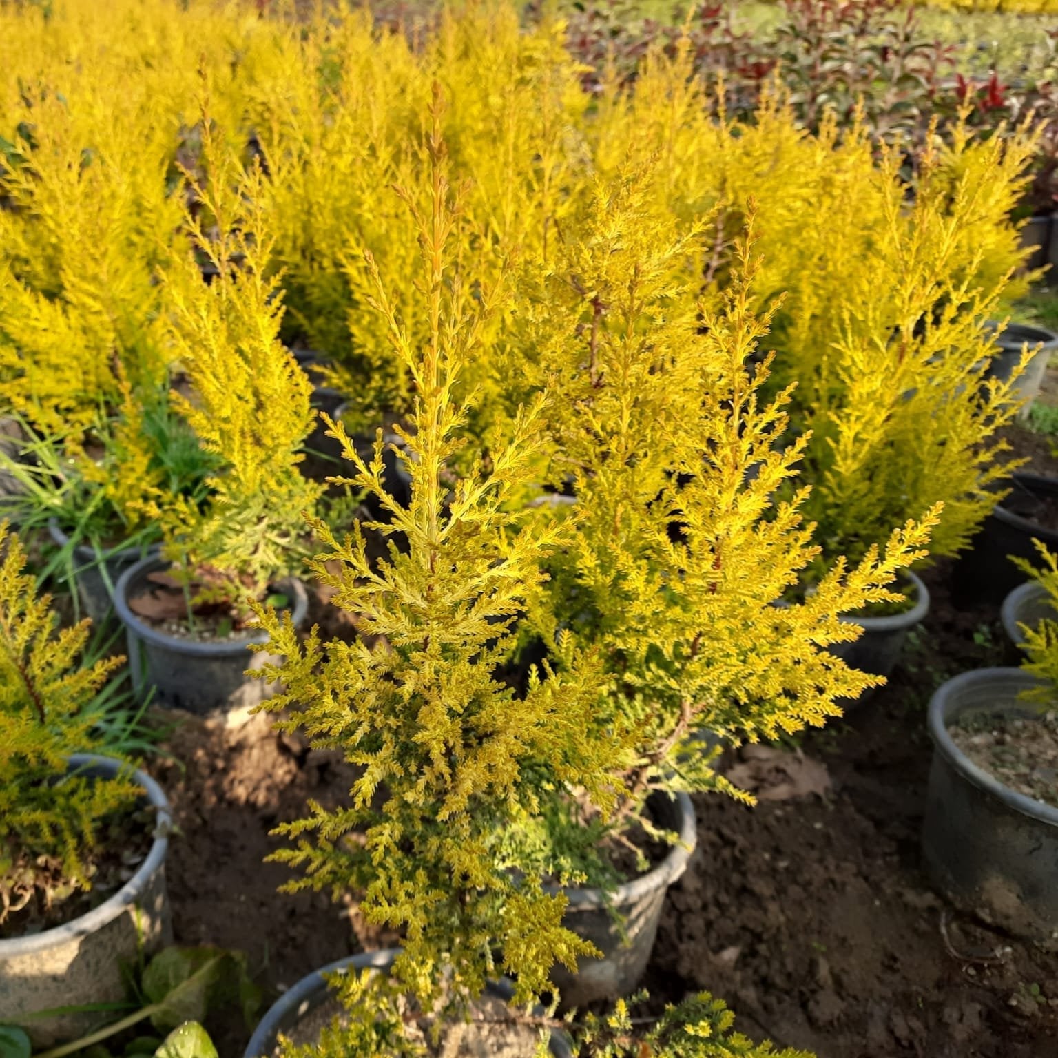 Bahçevilya Limon Çamı Fidanı [limon servi] 1 - 2 yaş arası saksılı - Bahçevilya