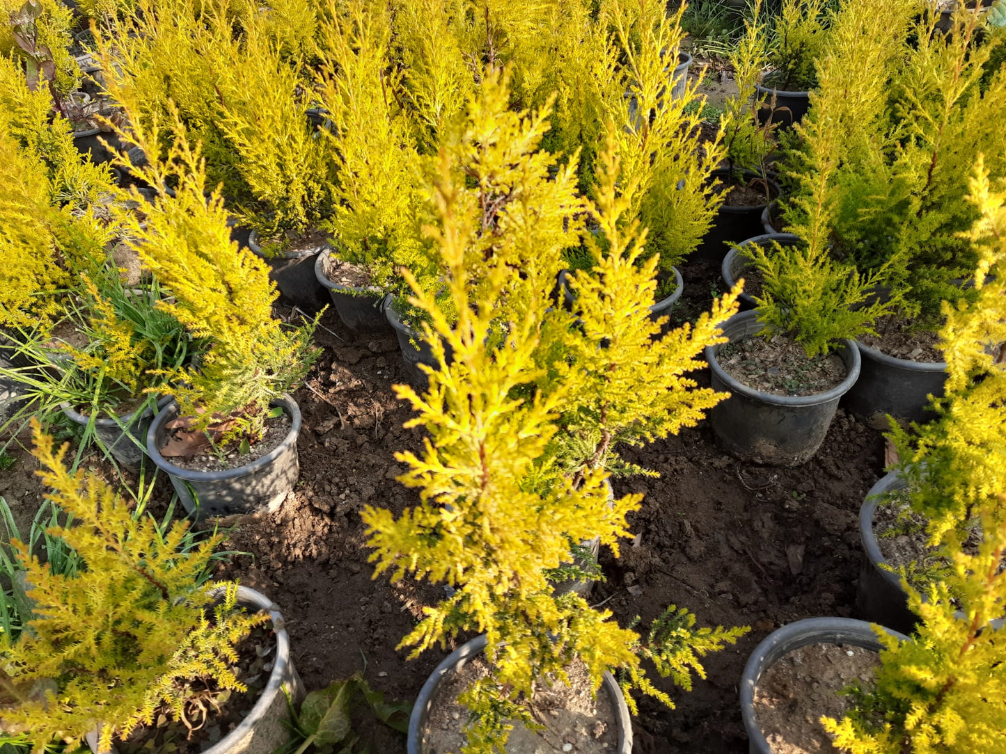 Bahçevilya Limon Çamı Fidanı [limon servi] 1 - 2 yaş arası saksılı - Bahçevilya