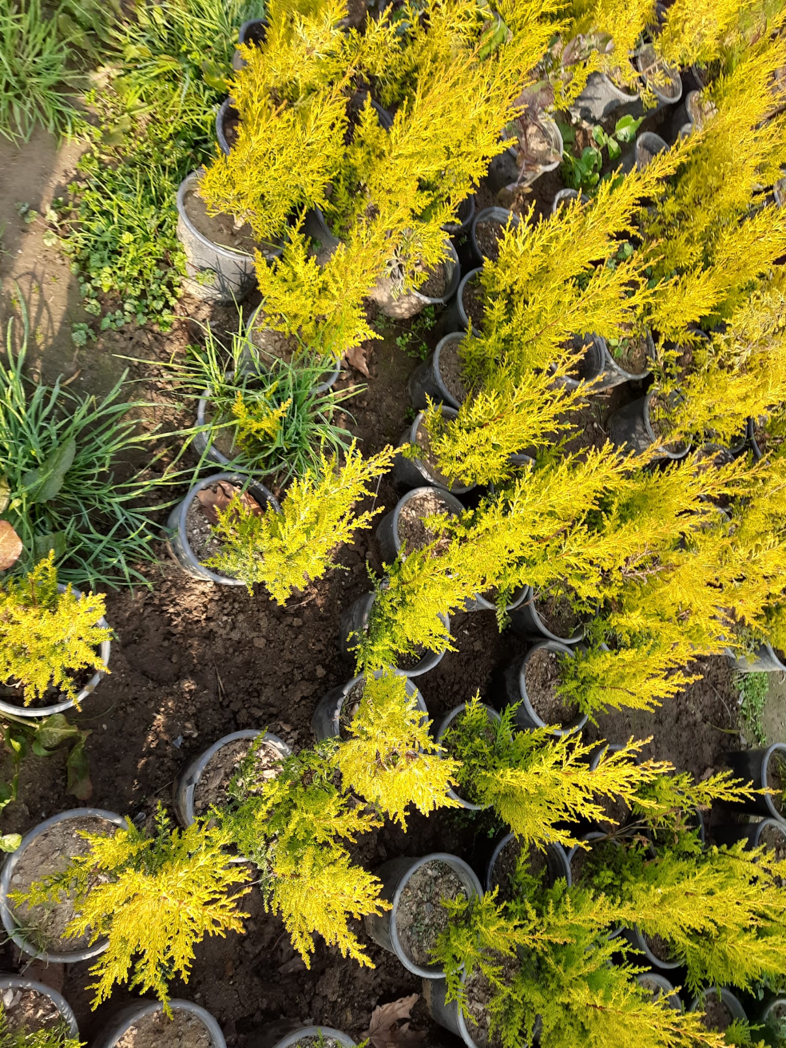 Bahçevilya Limon Çamı Fidanı [limon servi] 1 - 2 yaş arası saksılı - Bahçevilya