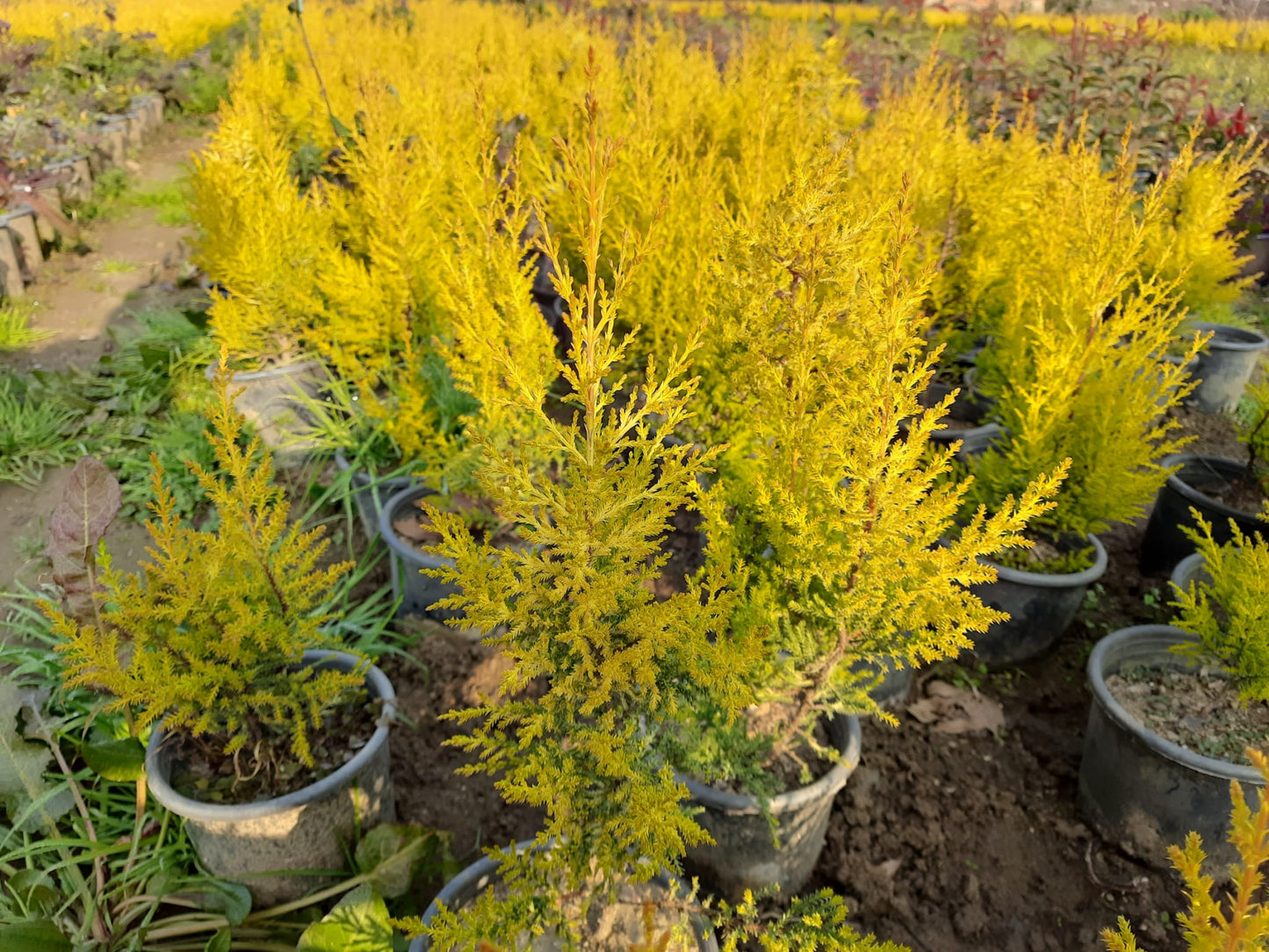 Bahçevilya Limon Çamı Fidanı [limon servi] 1 - 2 yaş arası saksılı - Bahçevilya