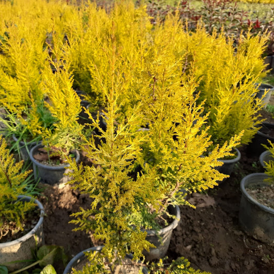 Bahçevilya Limon Çamı Fidanı [limon servi] 1 - 2 yaş arası saksılı - tüplü - Bahçevilya