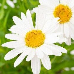 Bahçevilya Magrit Papatya tohumu [100 adet ] - Bahçevilya