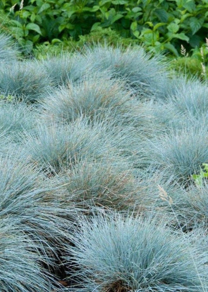 Bahçevilya Mavi Çim fidanı 1 - 2 yaş arası tüplü - Bahçevilya