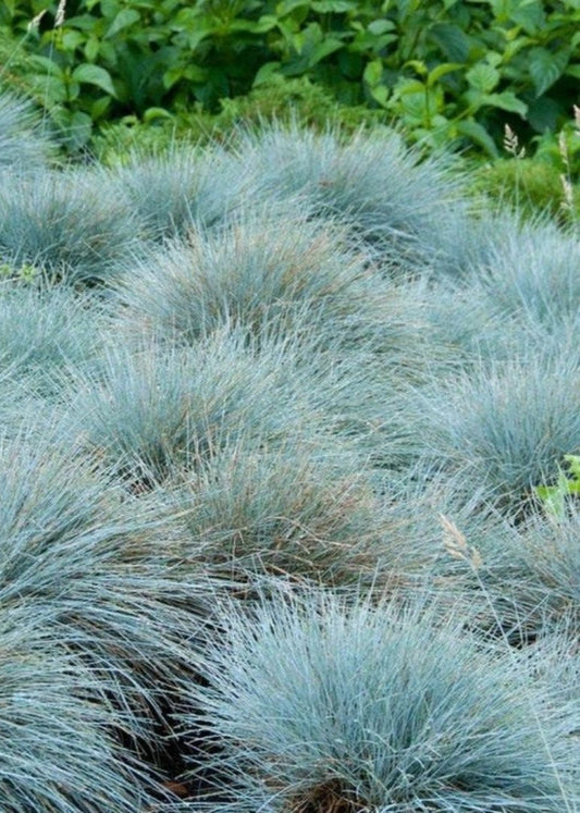 Bahçevilya Mavi Çim fidanı 1 - 2 yaş arası tüplü - Bahçevilya