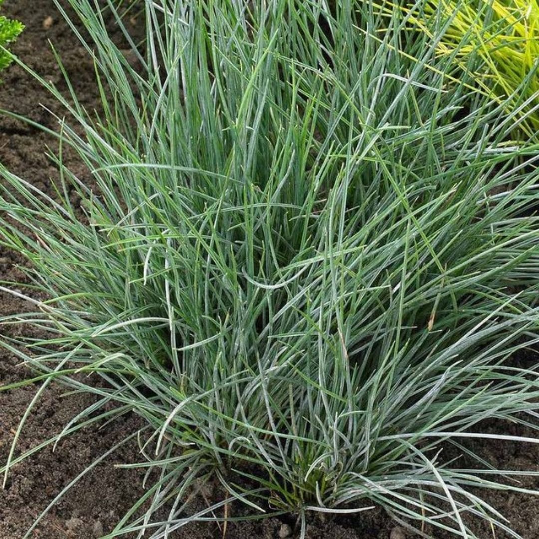 Bahçevilya Mavi Çim fidanı 1 - 2 yaş arası tüplü - Bahçevilya