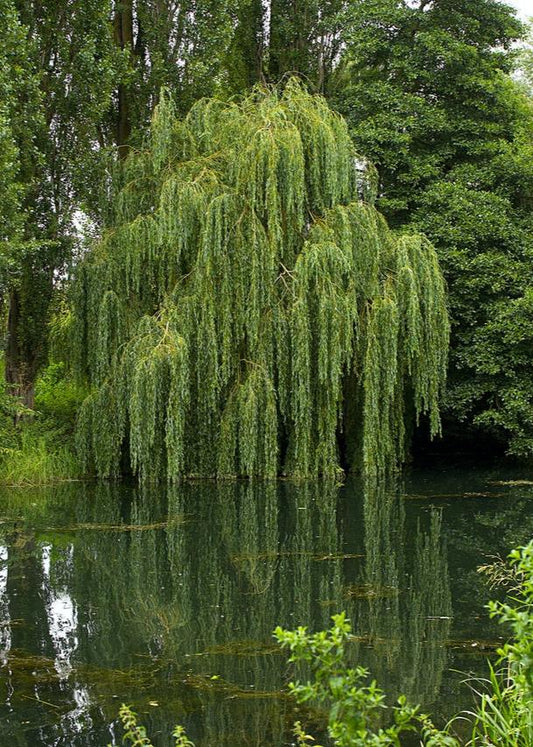 Bahçevilya Salkım söğüt 100 - 120 cm boy 2 yaşında - Bahçevilya