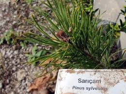 Bahçevilya Sarı çam fidanı 50 - 60 cm boy ( 3 Adet ) 1 - 2 Yaş arası tüplü - Bahçevilya