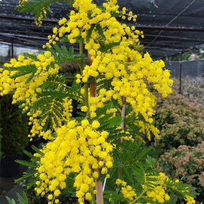 Bahçevilya Sarı Mimoza ağacı tohumu 5 adet - Bahçevilya