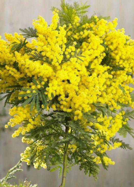 Bahçevilya Sarı Mimoza ağacı tohumu 5 adet - Bahçevilya