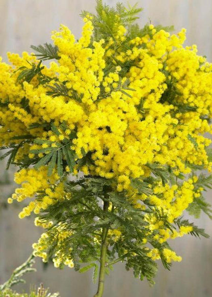 Bahçevilya Sarı Mimoza ağacı tohumu 5 adet - Bahçevilya