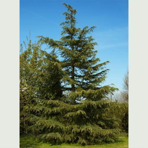 Bahçevilya Sedir fidanı 80 - 100 cm Arası boy ( 1 Adet ) 1 - 2 Yaş arası tüplü - Bahçevilya