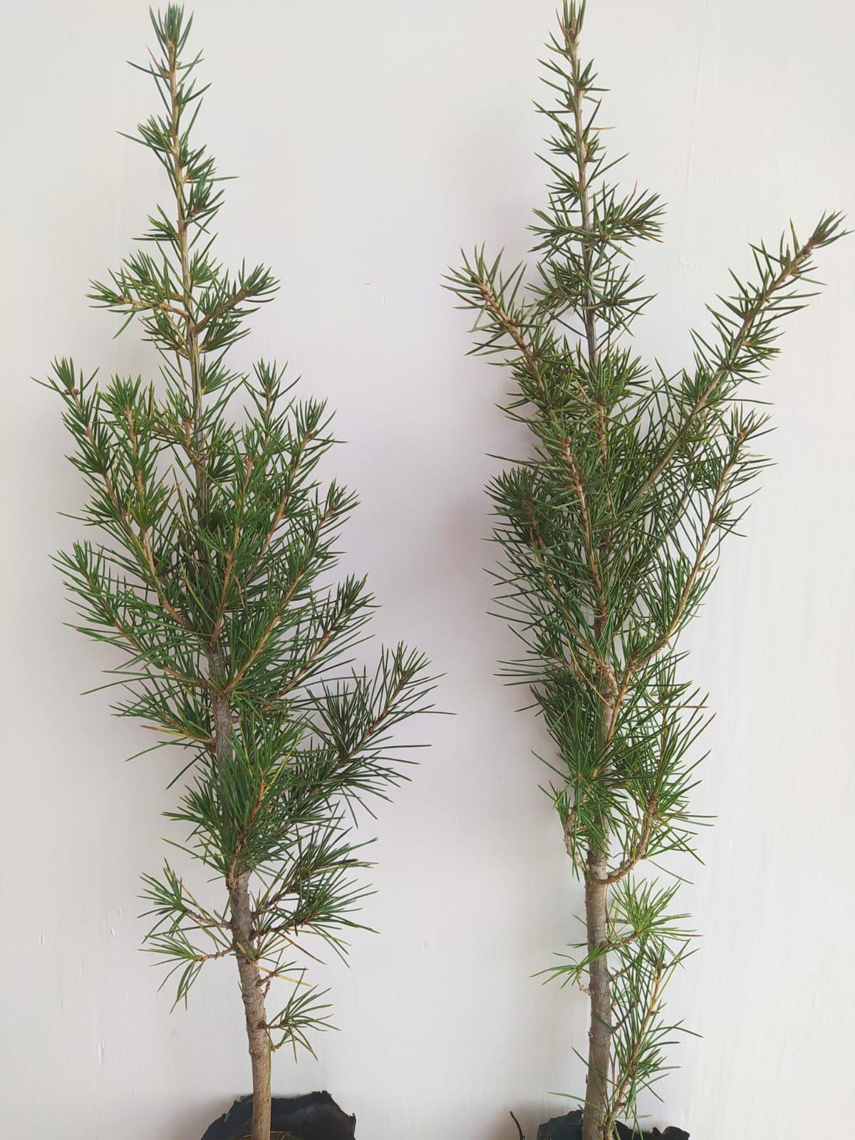 Bahçevilya Sedir fidanı 80 - 100 cm Arası boy ( 1 Adet ) 1 - 2 Yaş arası tüplü - Bahçevilya