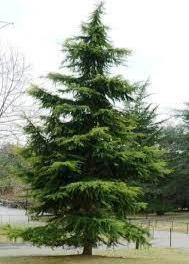 Bahçevilya Sedir fidanı 80 - 100 cm Arası boy ( 1 Adet ) 1 - 2 Yaş arası tüplü - Bahçevilya