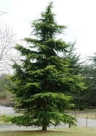 Bahçevilya Sedir fidanı 80 - 100 cm Arası boy ( 2 Adet ) 1 - 2 Yaş arası tüplü - Bahçevilya