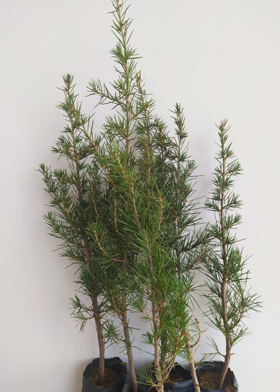 Bahçevilya Sedir fidanı 80 - 100 cm Arası boy ( 2 Adet ) 1 - 2 Yaş arası tüplü - Bahçevilya