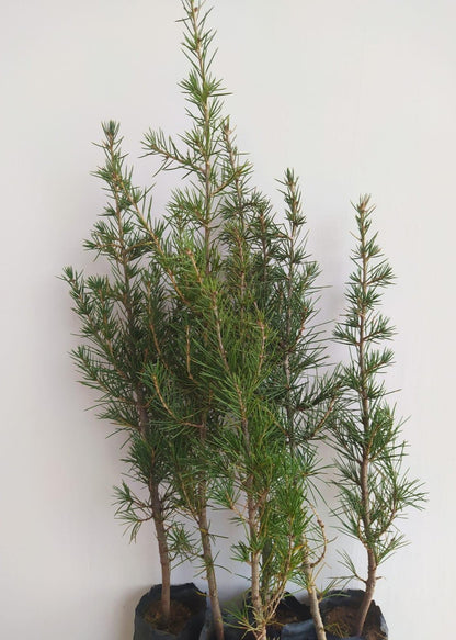 Bahçevilya Sedir fidanı 80 - 100 cm Arası boy ( 2 Adet ) 1 - 2 Yaş arası tüplü - Bahçevilya