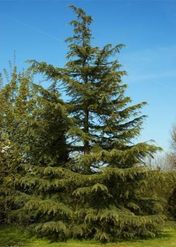 Bahçevilya Sedir fidanı 80 - 100 cm Arası boy ( 3 Adet ) 1 - 2 Yaş arası tüplü - Bahçevilya