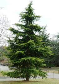 Bahçevilya Sedir fidanı 80 - 100 cm Arası boy ( 3 Adet ) 1 - 2 Yaş arası tüplü - Bahçevilya