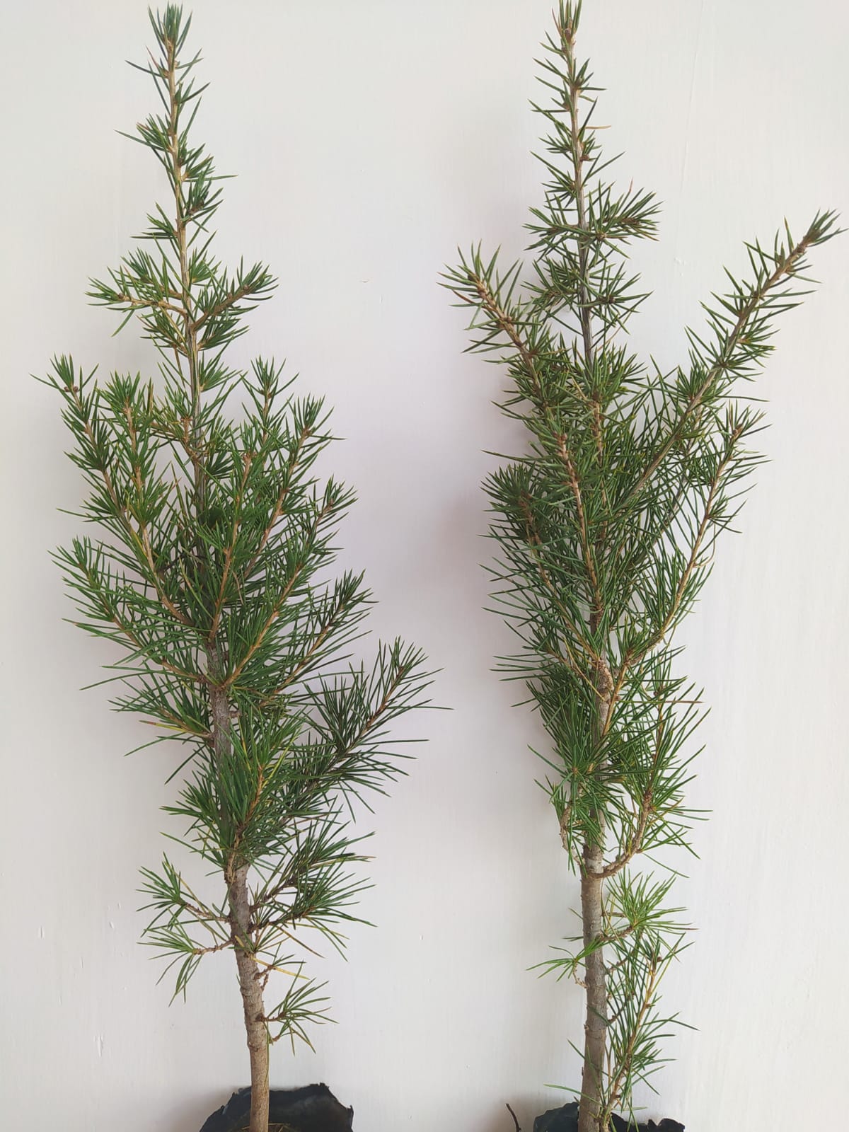 Bahçevilya Sedir fidanı 80 - 100 cm Arası boy ( 3 Adet ) 1 - 2 Yaş arası tüplü - Bahçevilya