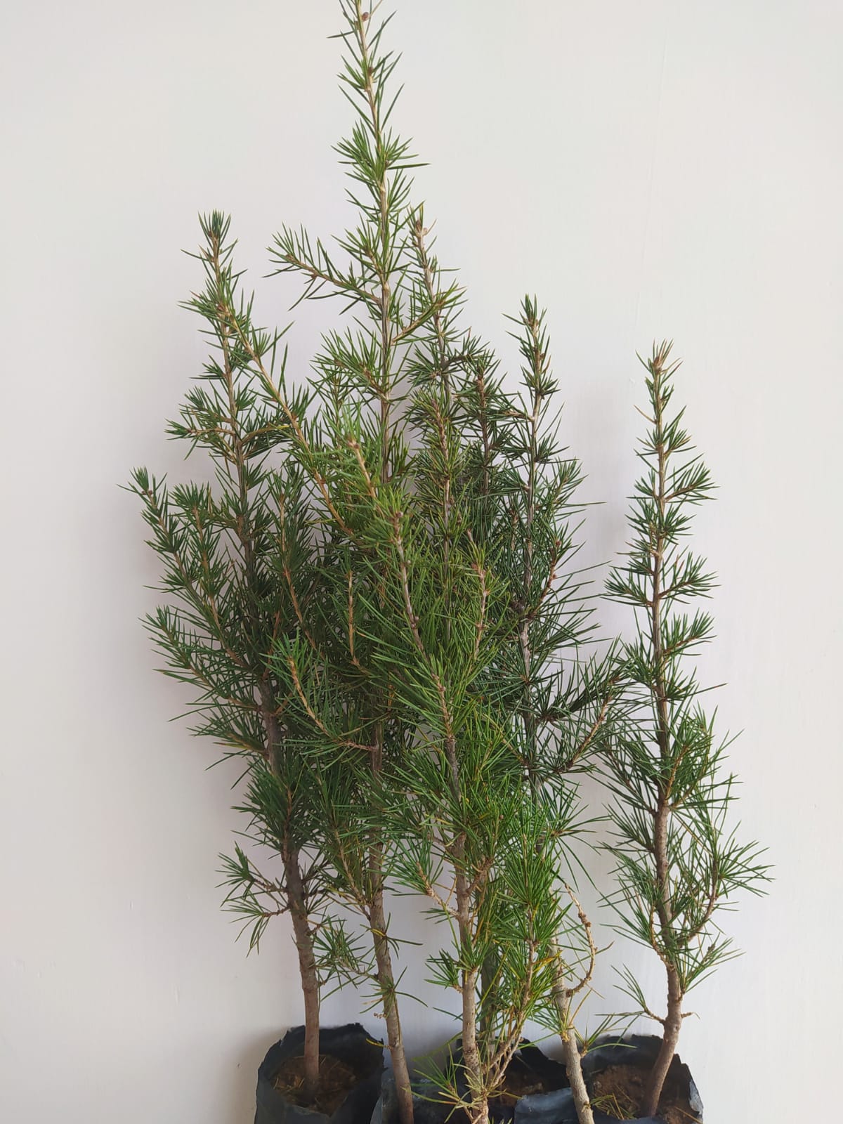 Bahçevilya Sedir fidanı 80 - 100 cm Arası boy ( 3 Adet ) 1 - 2 Yaş arası tüplü - Bahçevilya