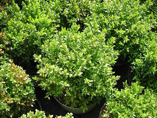 Bahçevilya Şimşir Fidanı 30 - 40 cm boylarda 1 - 2 Yaş arası tüplü - Bahçevilya