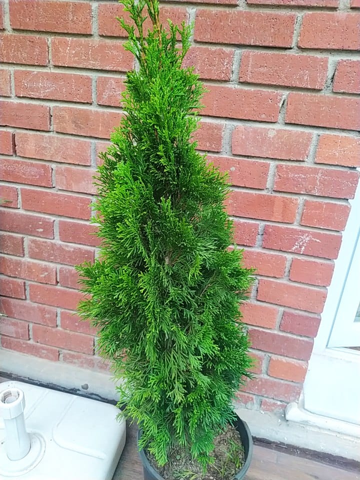 Bahçevilya Smagrat mazı fidanı 30 - 50 cm boy 1 - 2 yaş arası tüplü - Bahçevilya