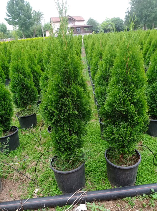 Bahçevilya Smagrat mazı fidanı 30 - 50 cm boy 1 - 2 yaş arası tüplü - Bahçevilya