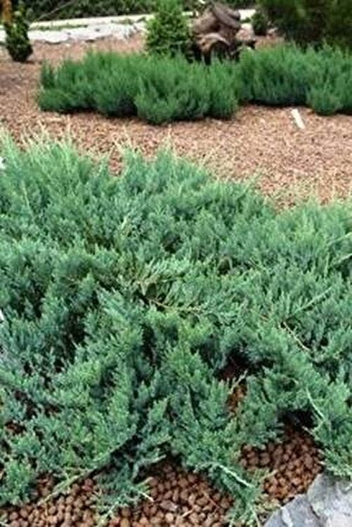 Bahçevilya Yayılıcı Ardıç saksıda 30 - 60 cm boy 2 - 3 yaş arası - Bahçevilya