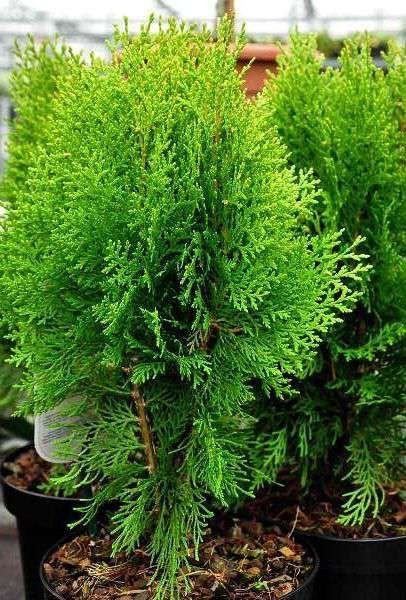 Bahçevilya Yeşil top mazı fidanı[2 yaşında tüplü] - Bahçevilya