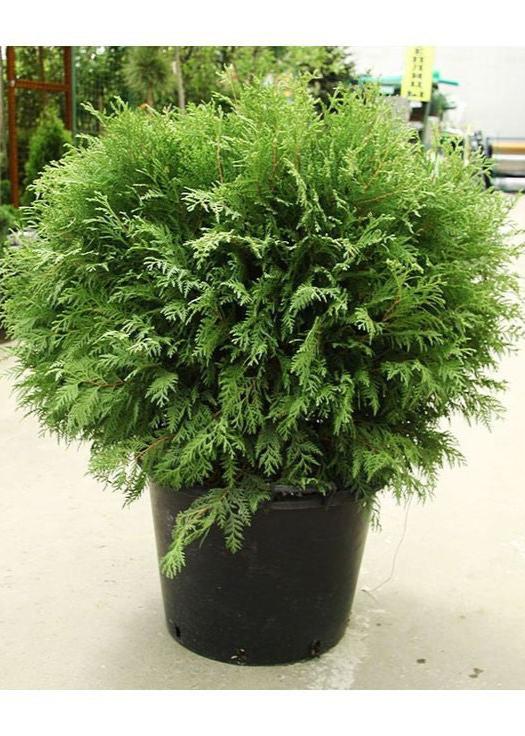 Bahçevilya Yeşil top mazı fidanı[2 yaşında tüplü] - Bahçevilya