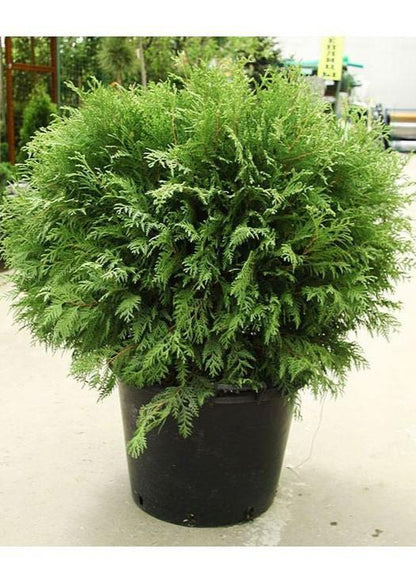 Bahçevilya Yeşil top mazı fidanı[2 yaşında tüplü] - Bahçevilya