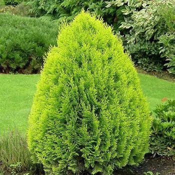 Bahçevilya Yeşil top mazı fidanı[2 yaşında tüplü] - Bahçevilya