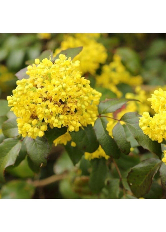 Bahçevilya Yeşil Yapraklı Mahonya Fidanı 40 - 60 cm 1 - 2 yaş arası tüplü - Bahçevilya