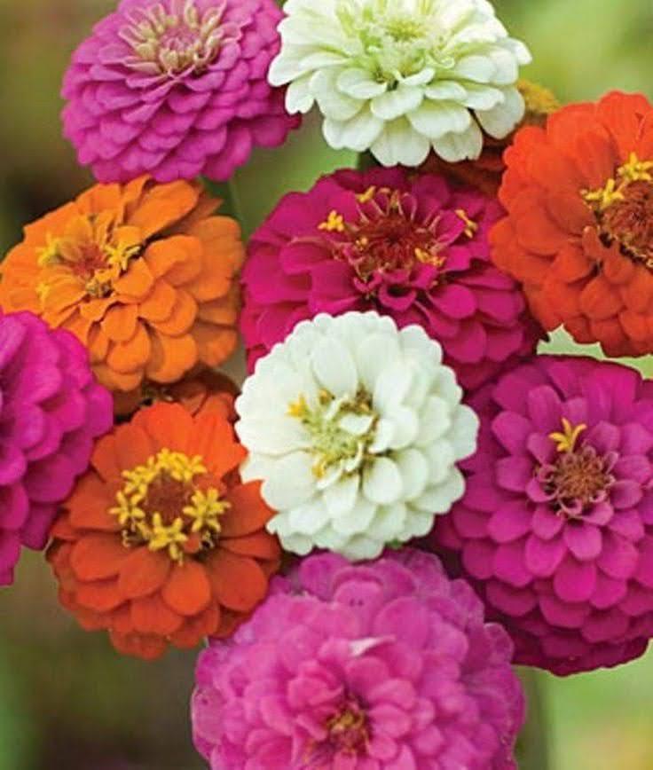 Bahçevilya Zinnia Kirli Hanım çiçeği tohumu 20 adet tohum - Bahçevilya