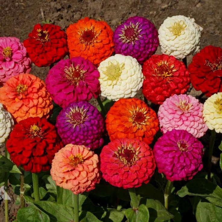 Bahçevilya Zinnia Kirli Hanım çiçeği tohumu 20 adet tohum - Bahçevilya
