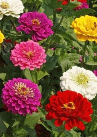 Bahçevilya Zinnia Kirli Hanım çiçeği tohumu 20 adet tohum - Bahçevilya