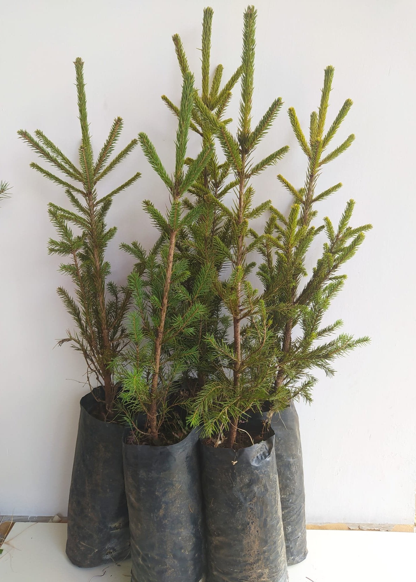 Bahçevilya Batı ladin fidanı 50 - 60 cm boy ( 3 Adet ) 1-2 yaş arası saksılı - Bahçevilya 