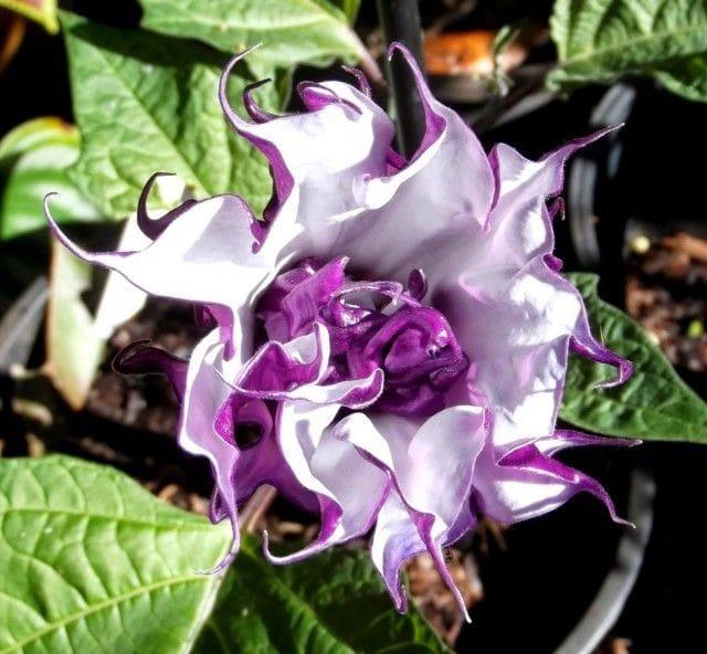 Bahçevilya Karışık renk  datura tohumu (15 adet) - Bahçevilya 