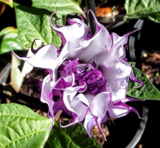 Bahçevilya Karışık renk  datura tohumu (15 adet) - Bahçevilya 