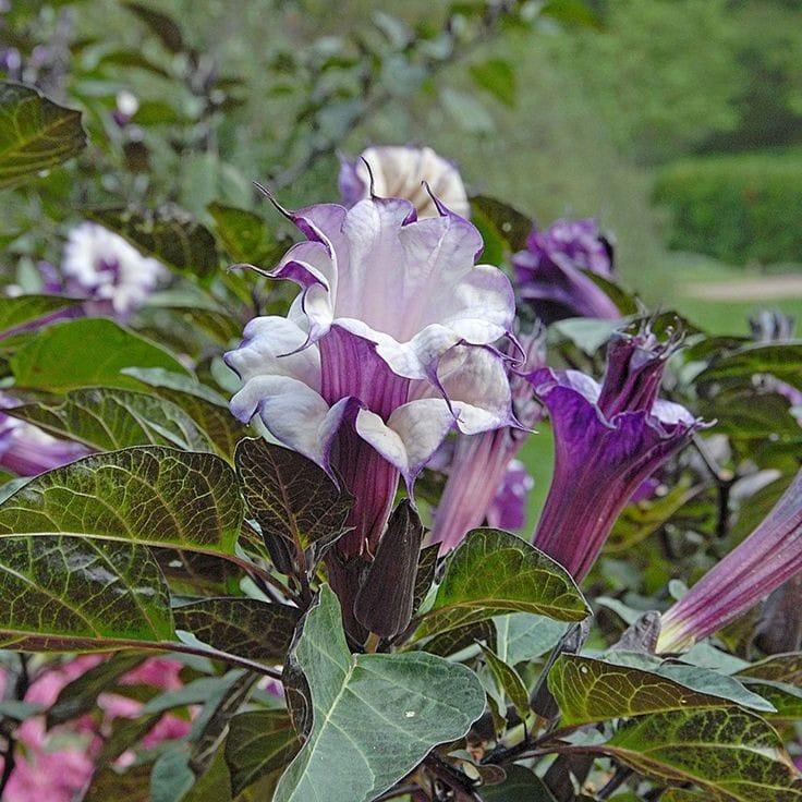 Bahçevilya Karışık renk  datura tohumu (15 adet) - Bahçevilya 