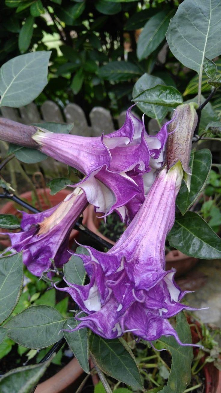 Bahçevilya Karışık renk  datura tohumu (15 adet) - Bahçevilya 