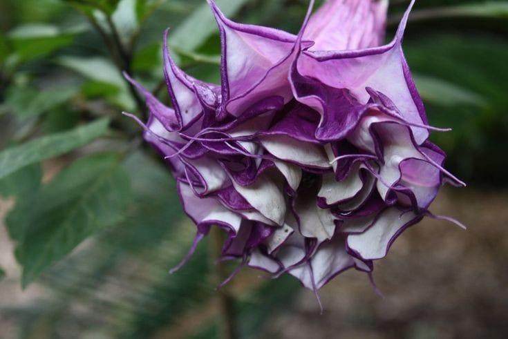 Bahçevilya Karışık renk  datura tohumu (15 adet) - Bahçevilya 