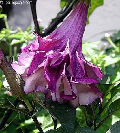 Bahçevilya Karışık renk  datura tohumu (15 adet) - Bahçevilya 