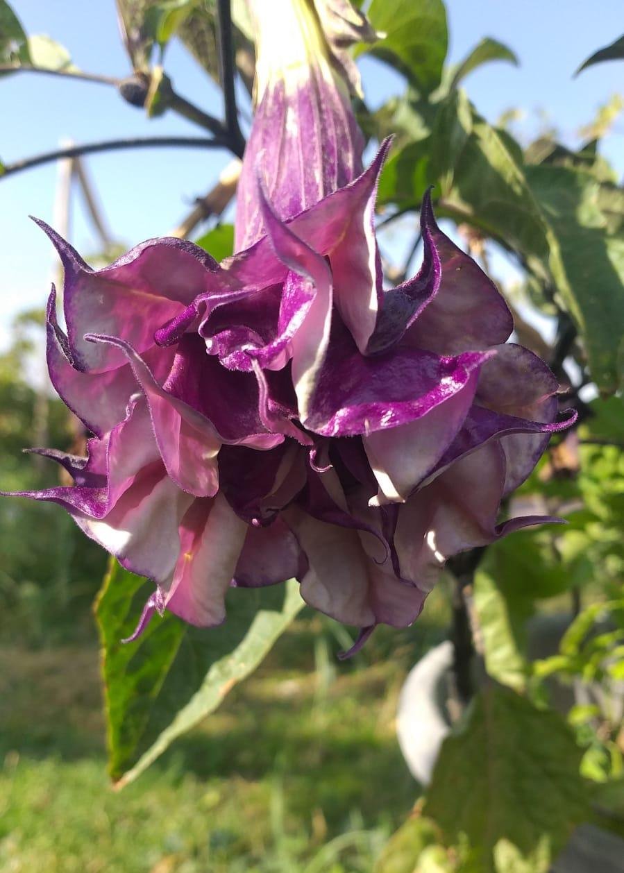 Bahçevilya Karışık renk  datura tohumu (15 adet) - Bahçevilya 